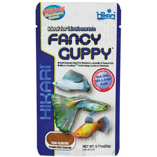 Fancy Guppy 
