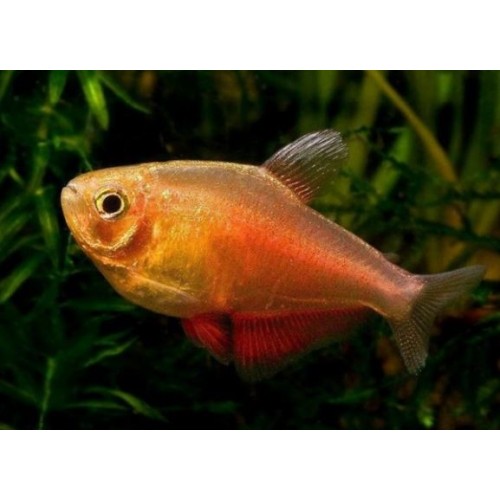 Tetra Flammeus (HYPHESSOBRYCON FLAMMEUS)