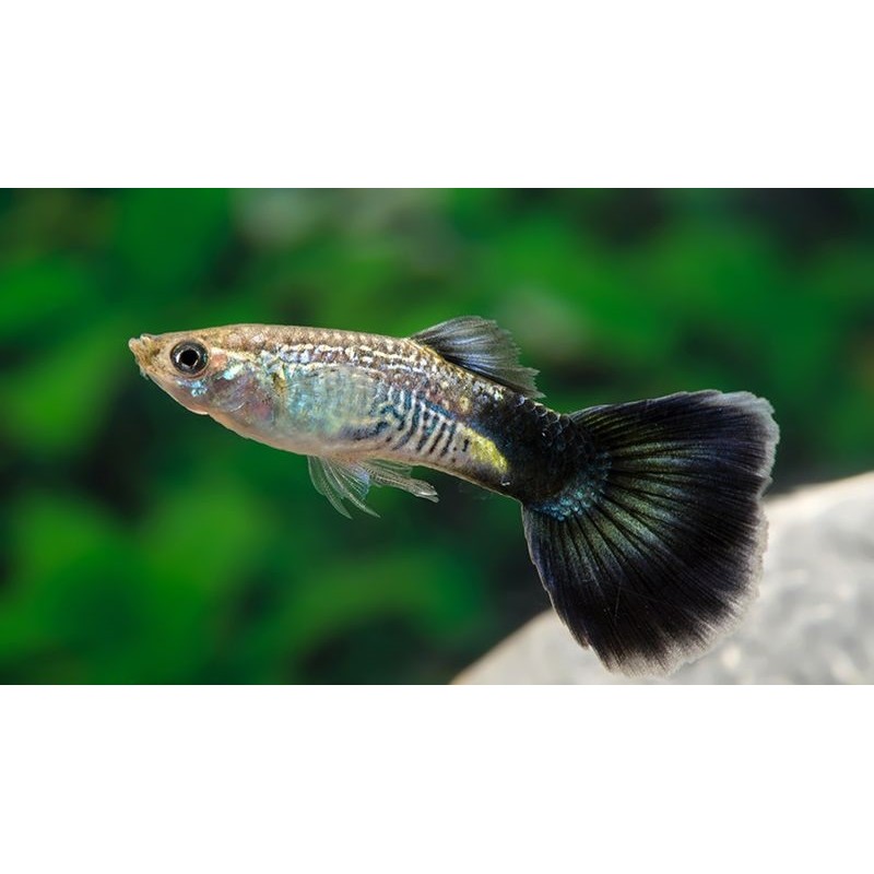 Guppy Fêmea Cobra Azul - AquaLovers