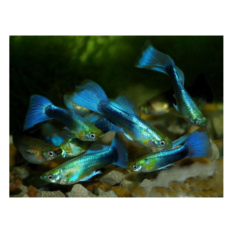 Guppy Fêmea Cobra Azul - AquaLovers