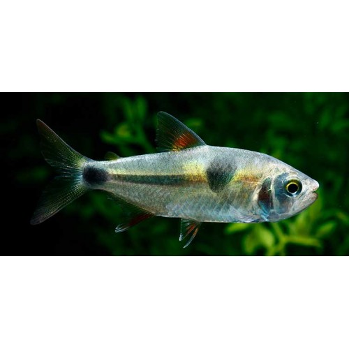 Exodon paradoxus (Bucktooth Tetra)