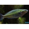 MELANOTAENIA BOESEMANI Fêmea (4-4.5cm)