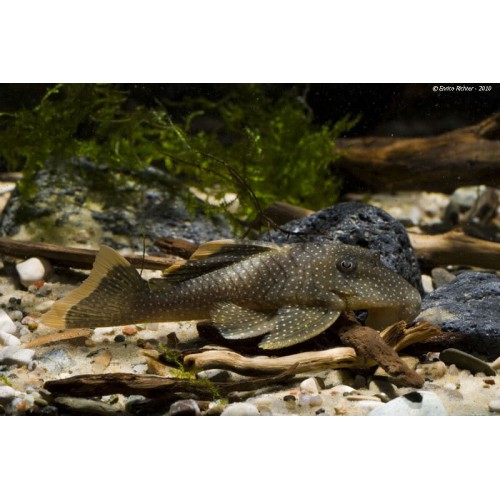 L081 BARYANCISTRUS GOLDEN NUGGET
