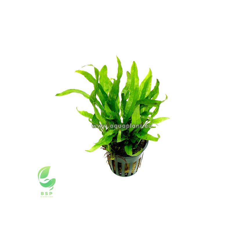 MICROSORUM SP. MINI - Aquaeden