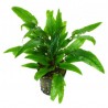 Cryptocoryne verde crisped leaf