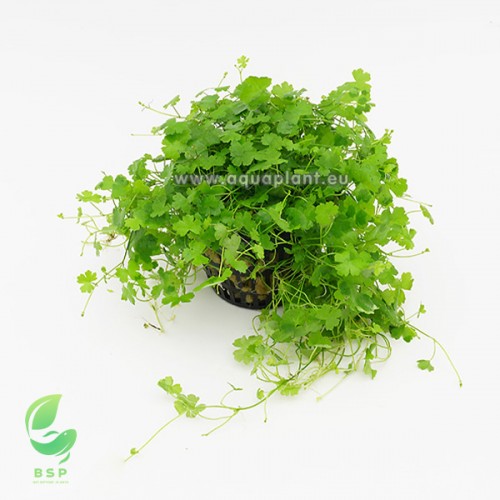 Hydrocotyle tripartita (sp. Japan)