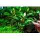 Bucephalandra pygmaea 'Bukit Kalem'