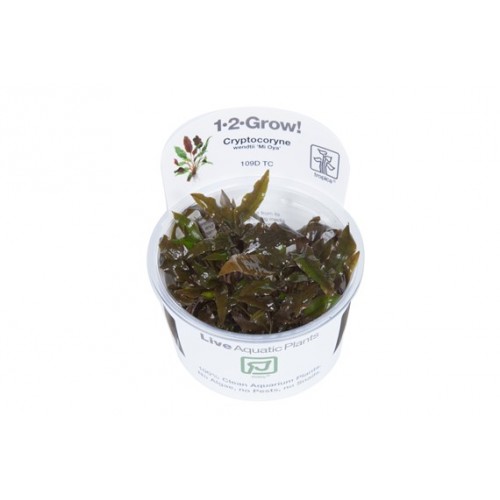 CRYPTOCORYNE WENDTII "MY OYA"