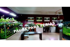 PAUSA PARA FÉRIAS